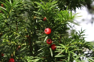 Taxus baccata (3) (1200 x 800)